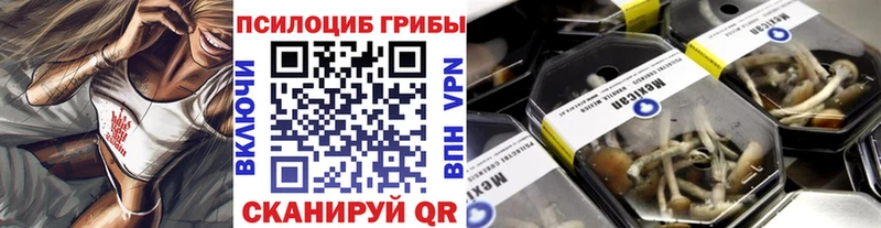 Купить  Торжок  Псилоцибиновые грибы Psilocybe 